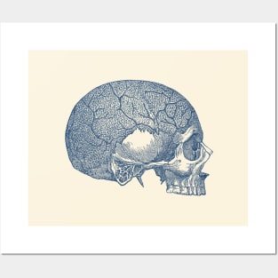 Vein and Skull Diagram - Vintage Anatomy Posters and Art